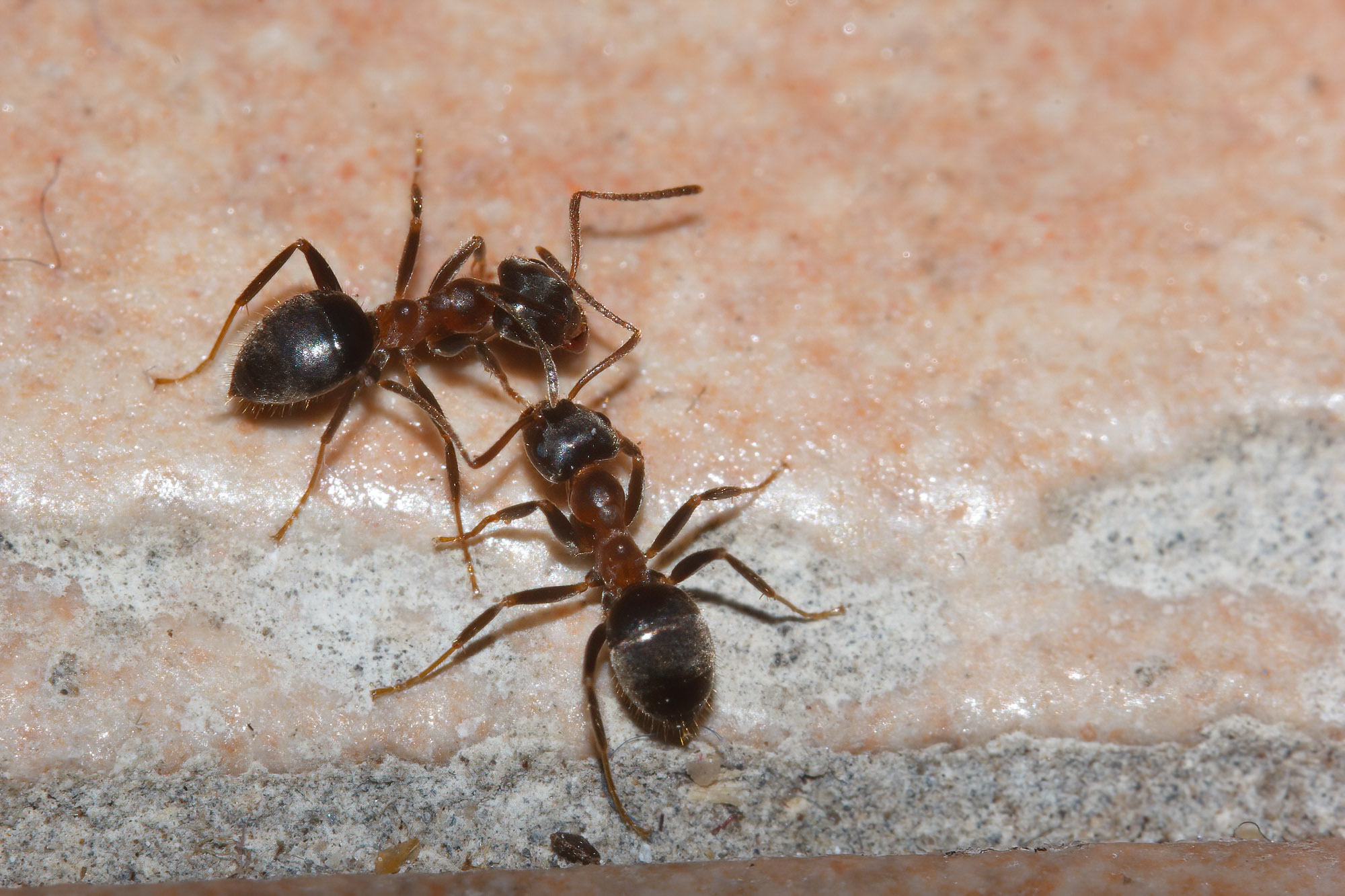 Lasius emarginatus